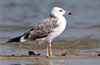 Caspian gull ringed in Russia at Kundapur